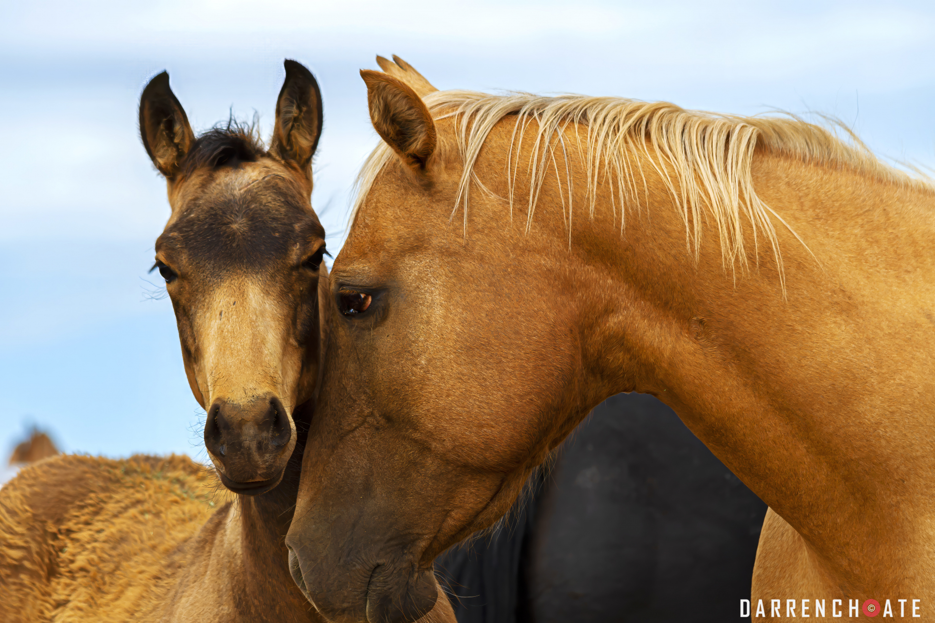 Mother's Love