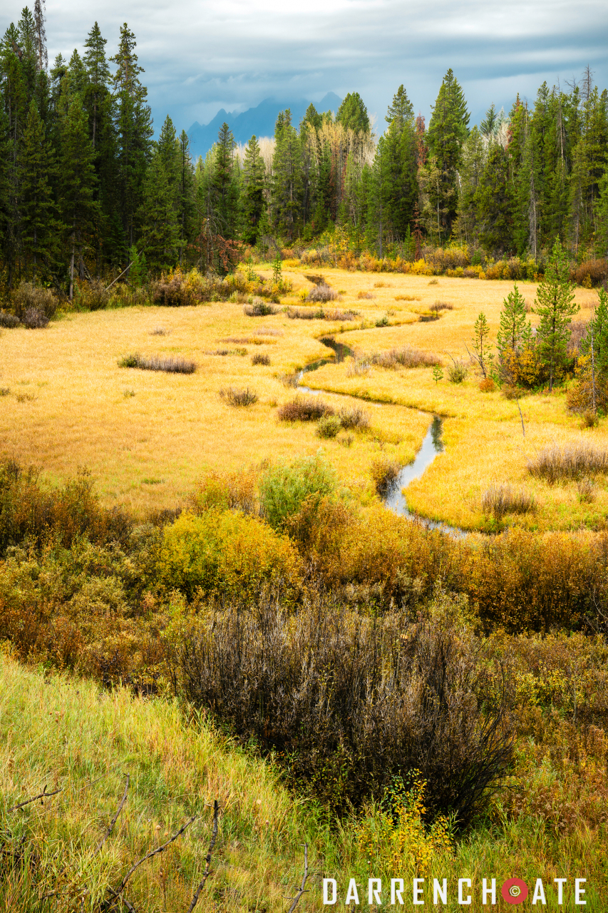 Moose Country
