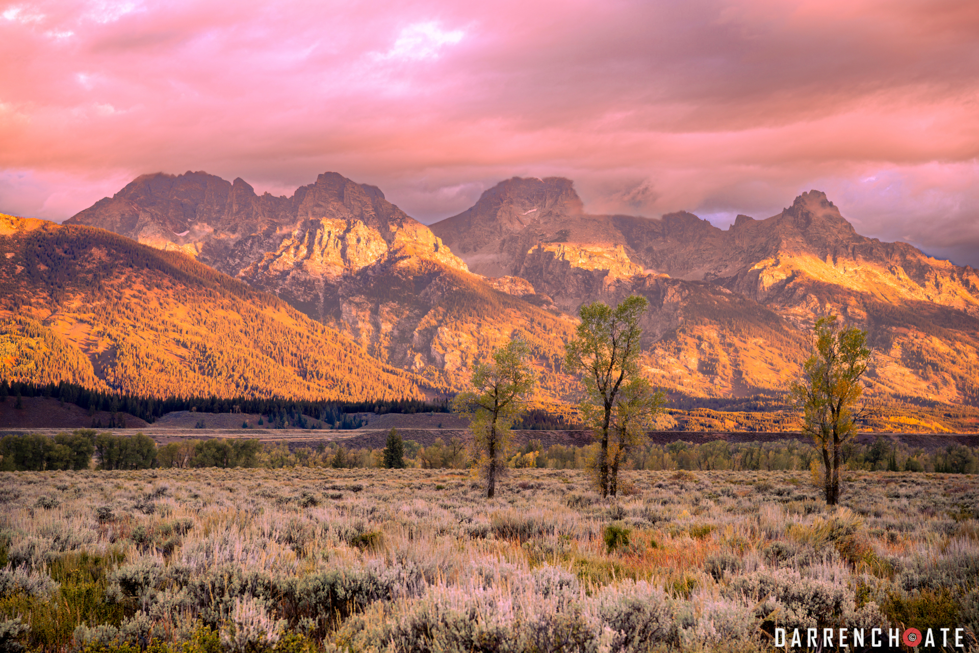 Teton Trees