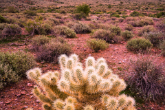 Super Cholla