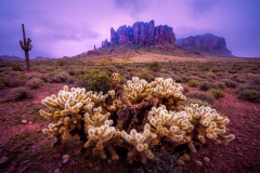 Cholla After Winter Rain