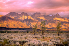 Teton Trees
