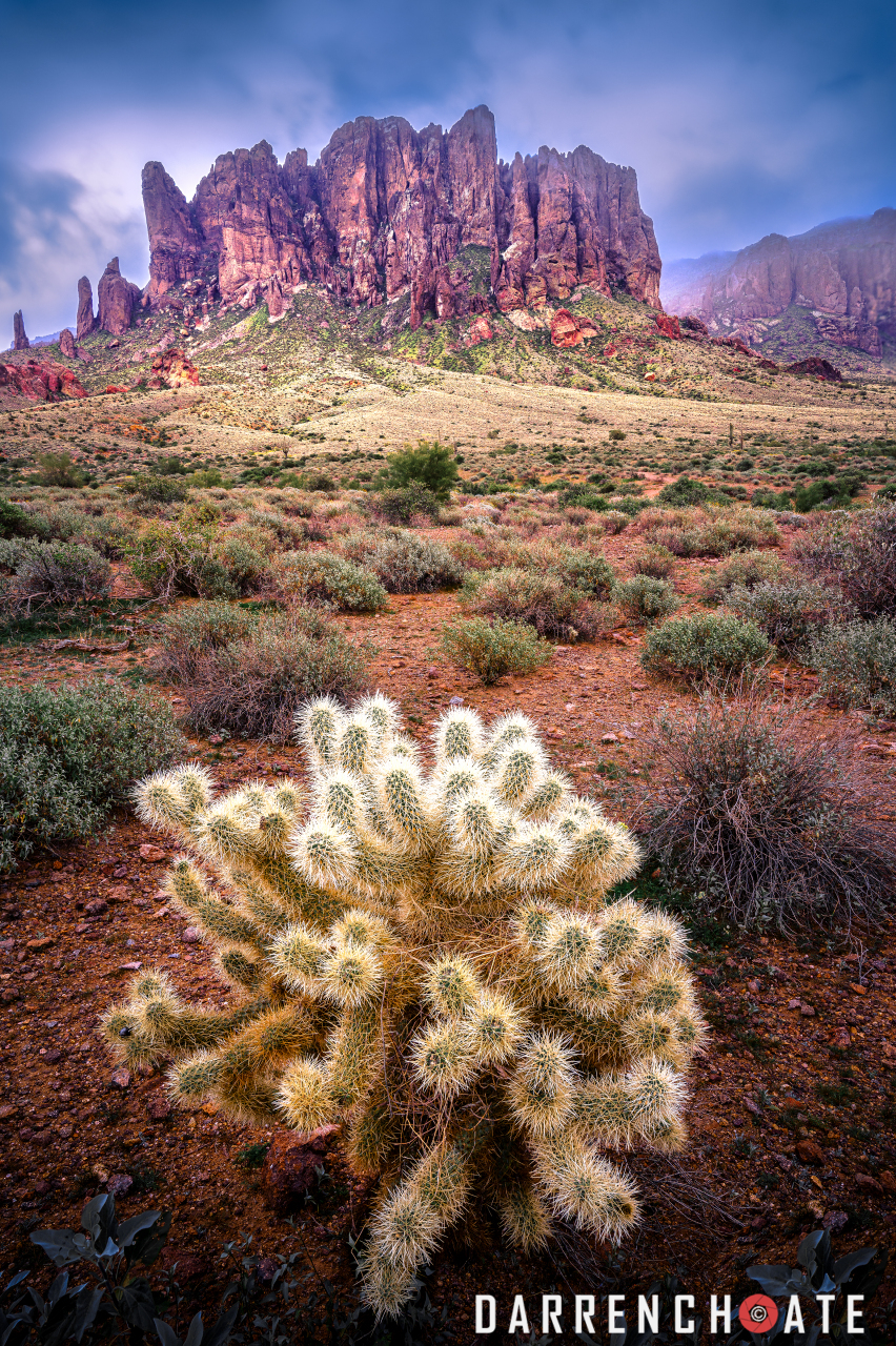 Super Cholla