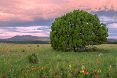 Milligan Morning Juniper