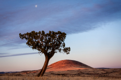 Cinder Tree