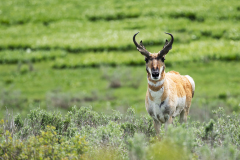 Curious Buck