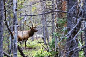 Bull elk