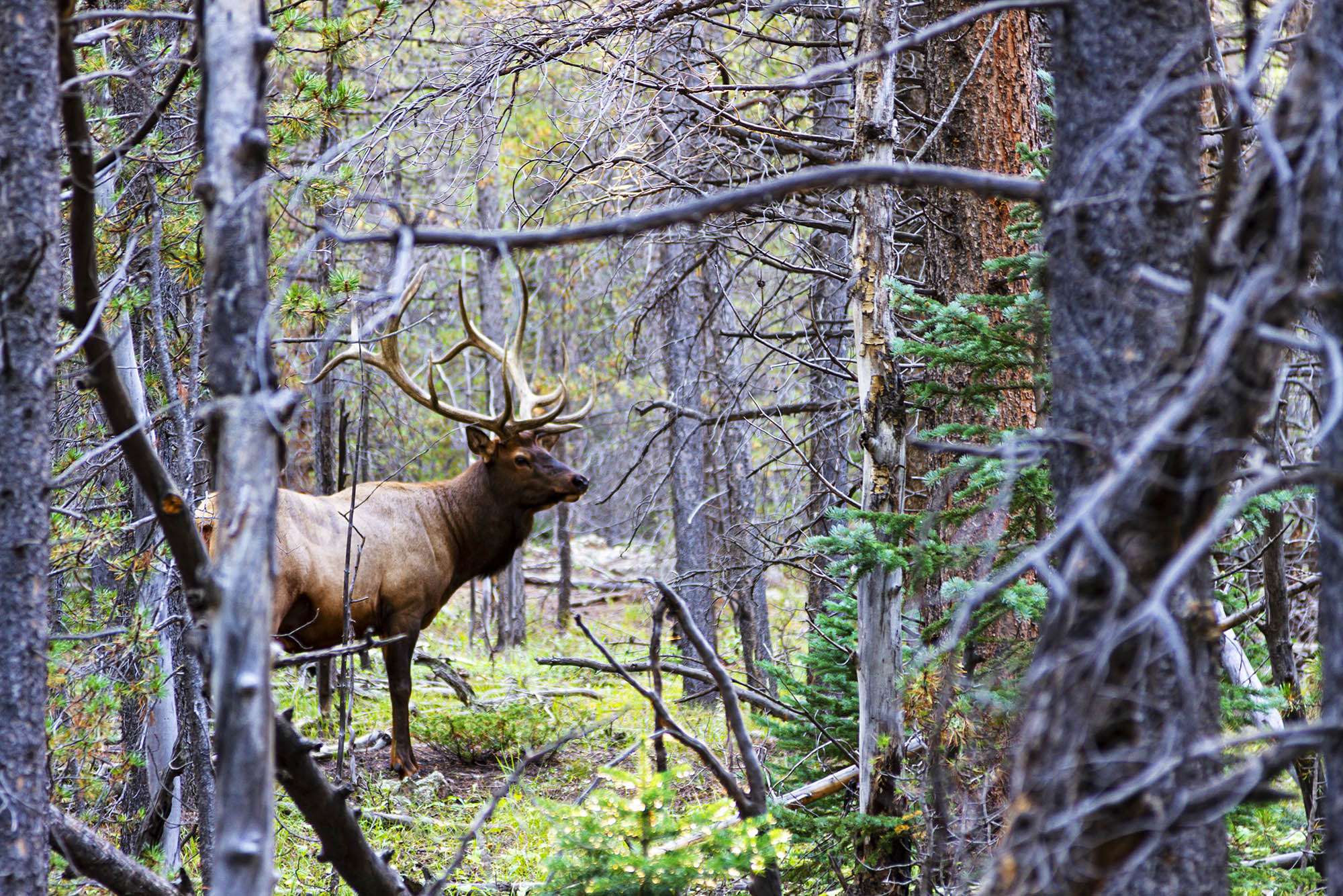 Bull elk