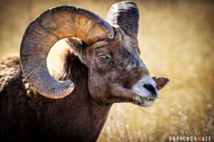 Photographing Beautiful Bighorn Sheep On The Mountain