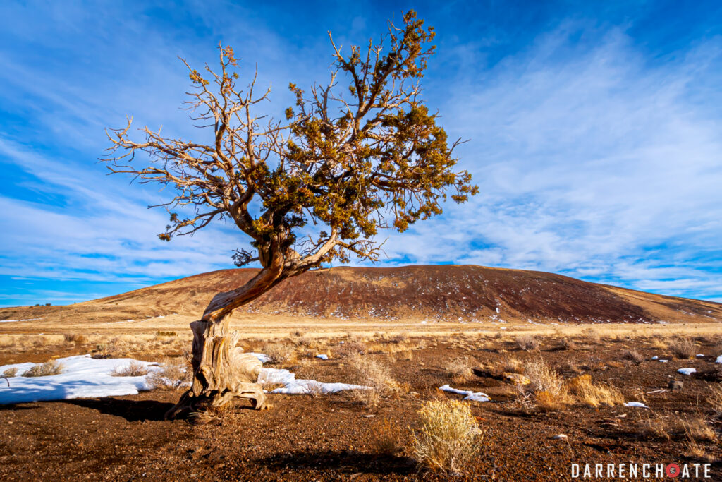 A lone tree provides an example of hot to photograph for composition.