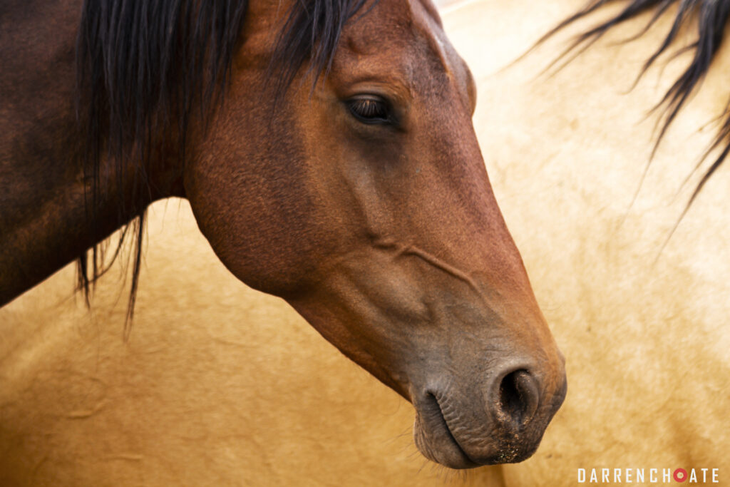 Photographing horses, like this mare, is a challenge.